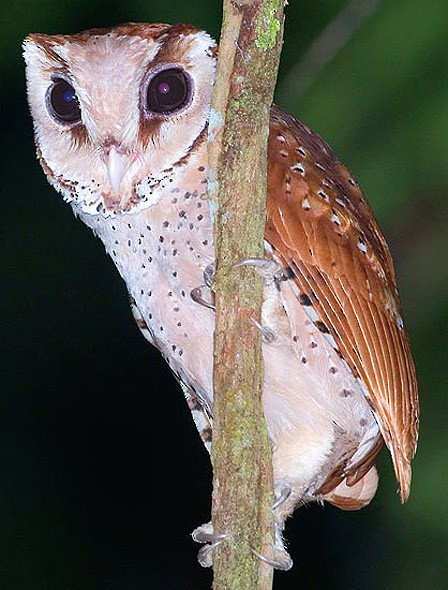 Oriental Bay-Owl - ML728469