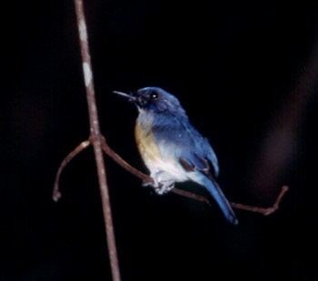 Mangrove Blue Flycatcher (Philippine) - ML728492
