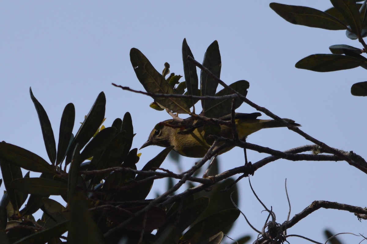Orange-crowned Warbler - John Swenfurth