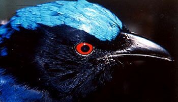 Philippine Fairy-bluebird - ML728501