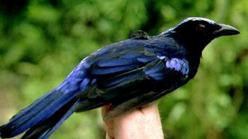 Philippine Fairy-bluebird - ML728502