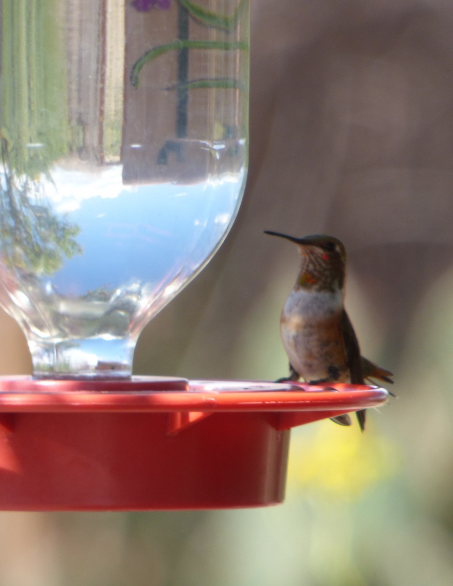 Rufous Hummingbird - Annette Daughdrill