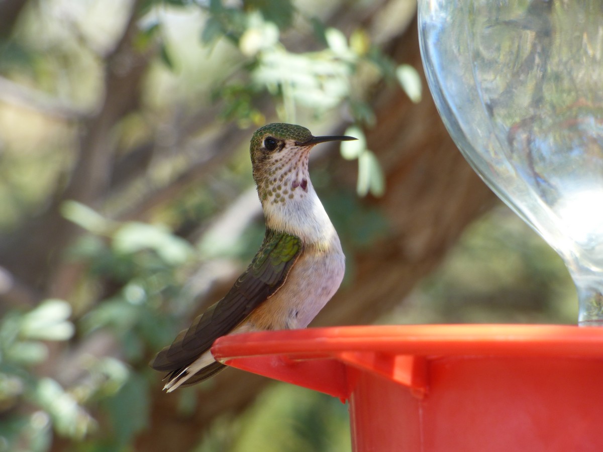 Broad-tailed Hummingbird - Annette Daughdrill