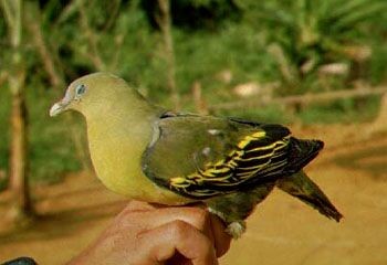 Philippine Green-Pigeon - Bob Natural