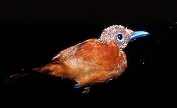 Rufous Paradise-Flycatcher (Northern) - Bob Natural