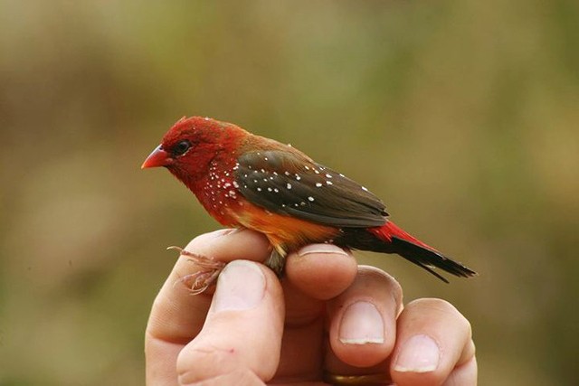 Red Avadavat (Yellow-bellied) - ML728581
