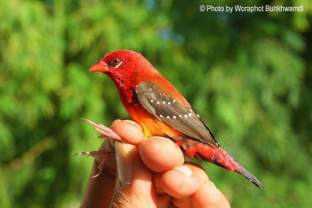 Red Avadavat (Yellow-bellied) - ML728582