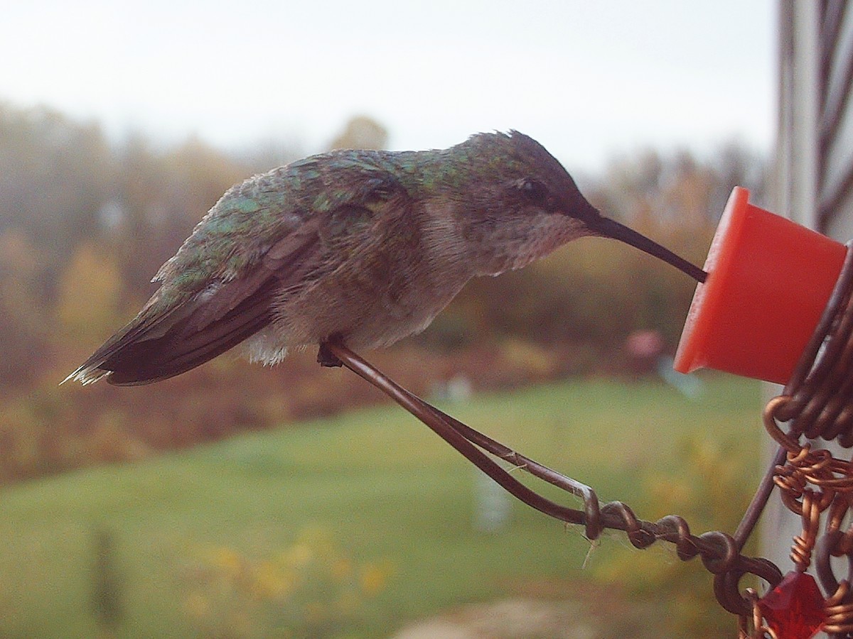 Ruby-throated Hummingbird - ML72858211