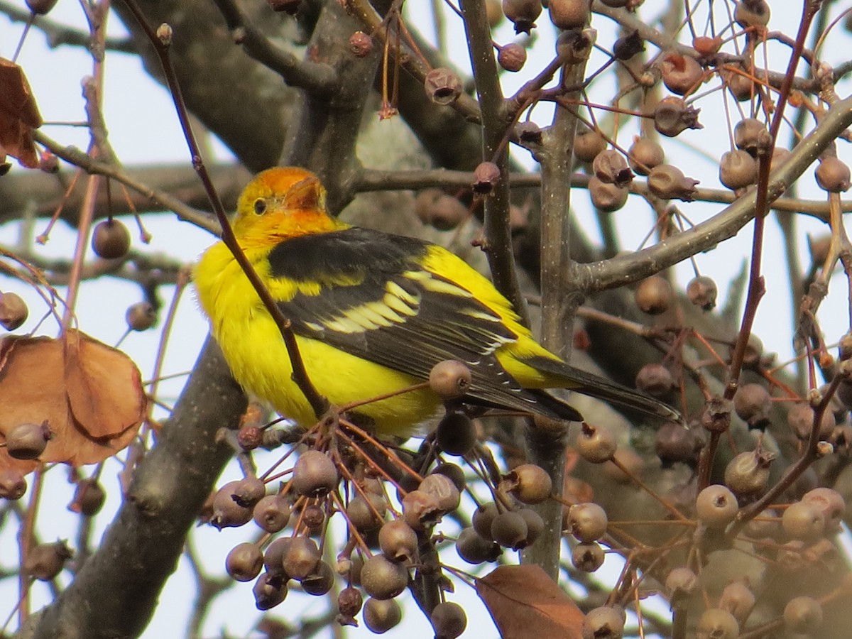 Western Tanager - ML72858811