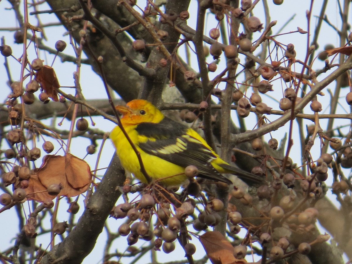 Western Tanager - ML72858821