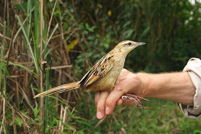 Striated Grassbird - Woraphot Bunkhwamdi