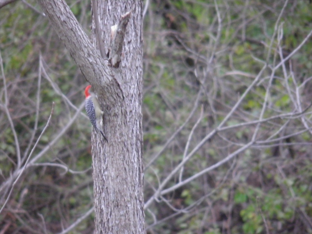 Red-bellied Woodpecker - Edwin Smith