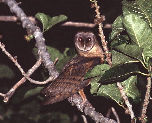 Sulawesi Masked-Owl - James Eaton