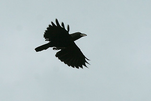 Banggai Crow - ML728638