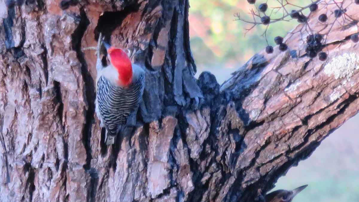 Red-bellied Woodpecker - ML72865341