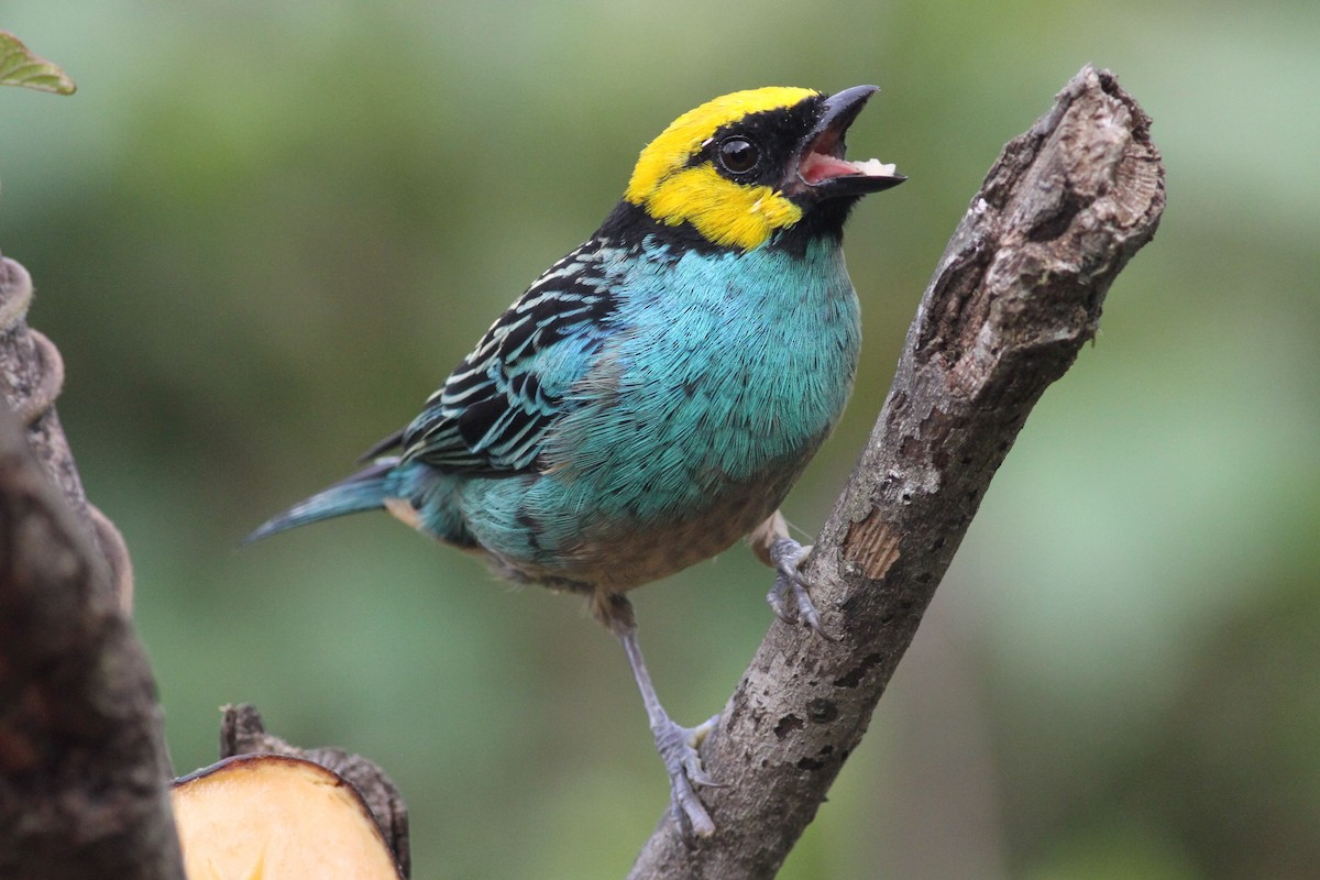 Saffron-crowned Tanager - ML72866451