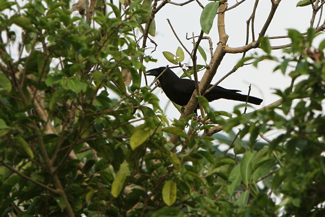 Flores Crow - ML728675