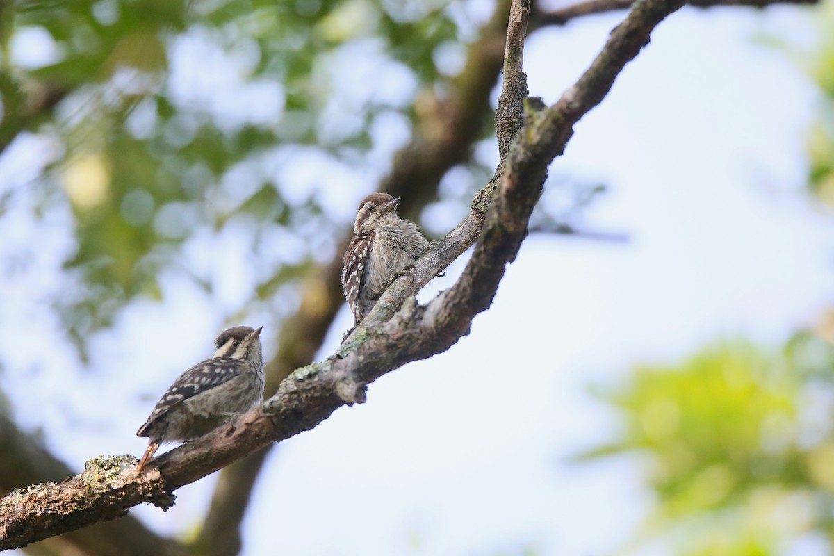 Sunda Pygmy Woodpecker - Ting-Wei (廷維) HUNG (洪)