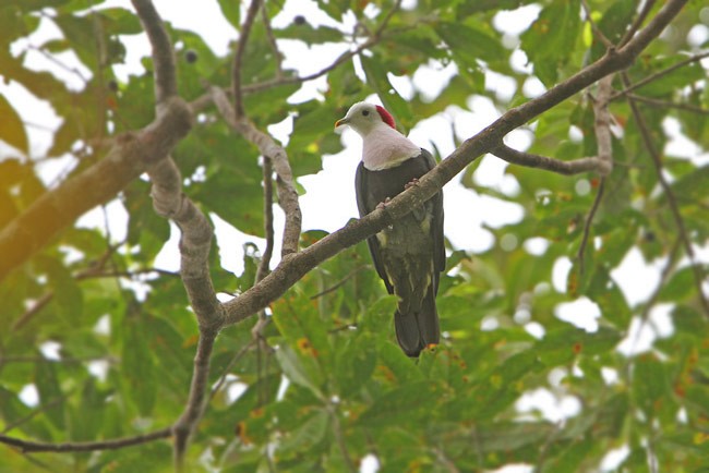 Red-naped Fruit-Dove - ML728703
