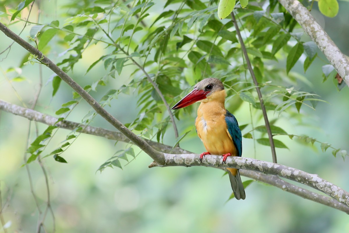 Stork-billed Kingfisher - Ting-Wei (廷維) HUNG (洪)