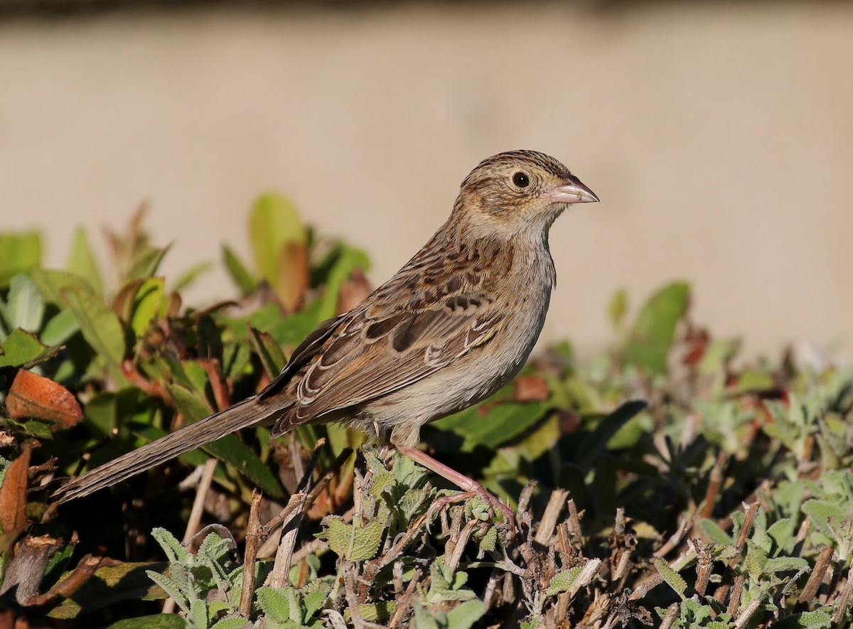 Cassin's Sparrow - Matthew Grube