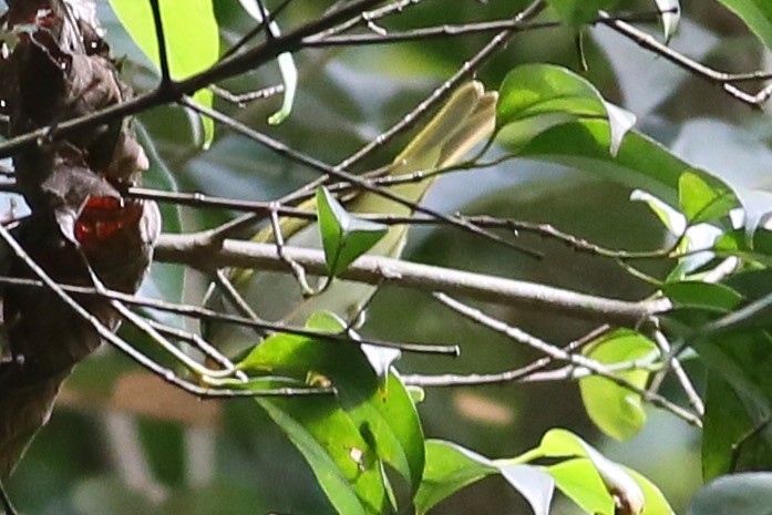 Eastern Crowned Warbler - ML72873241