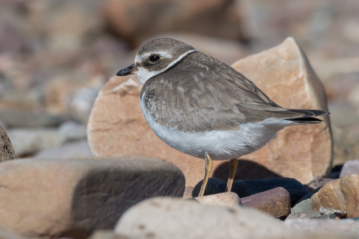 Semipalmated Plover - ML72873301