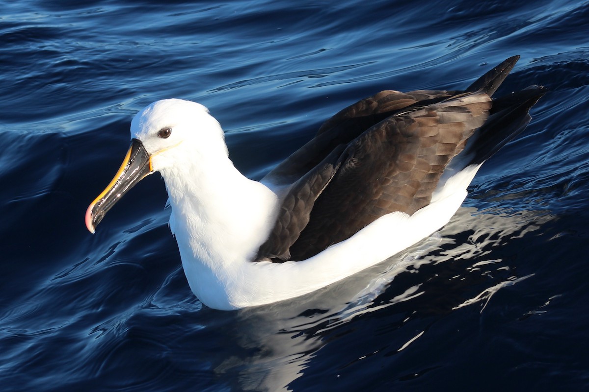 Indian Yellow-nosed Albatross - Sarah Dzielski