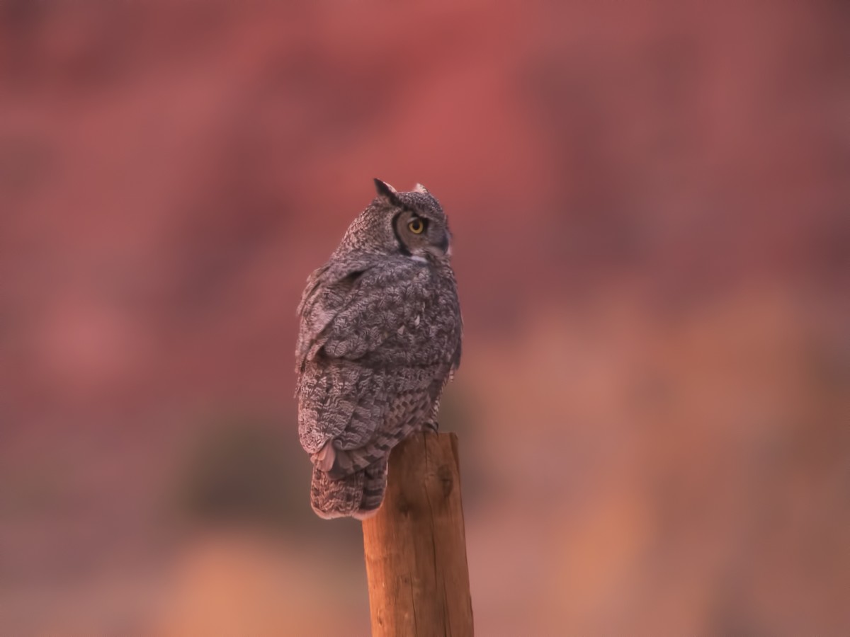 Great Horned Owl - Glenn Kincaid