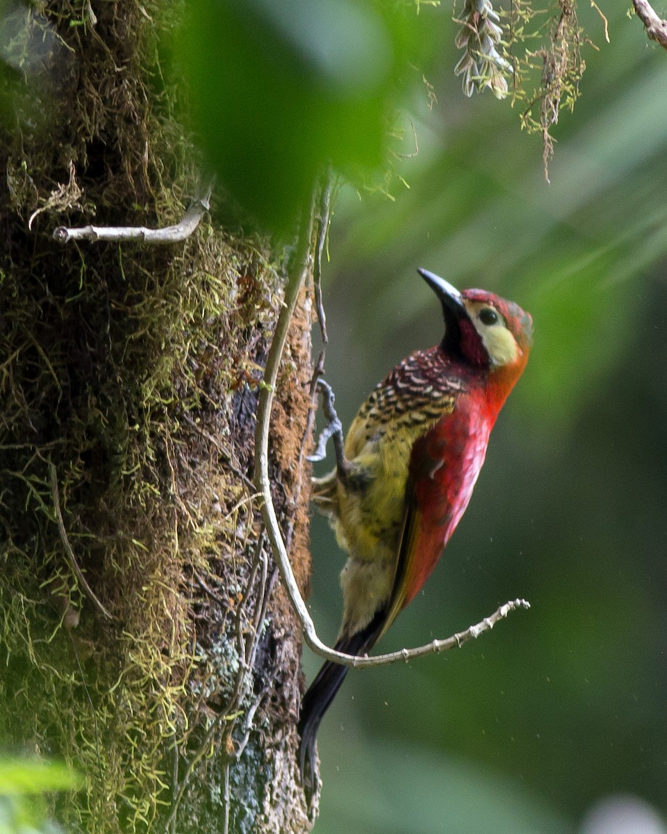 Crimson-mantled Woodpecker - ML72877781