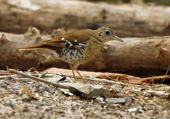 Fawn-breasted Thrush - ML728801