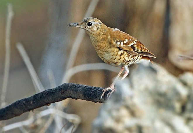Fawn-breasted Thrush - ML728802