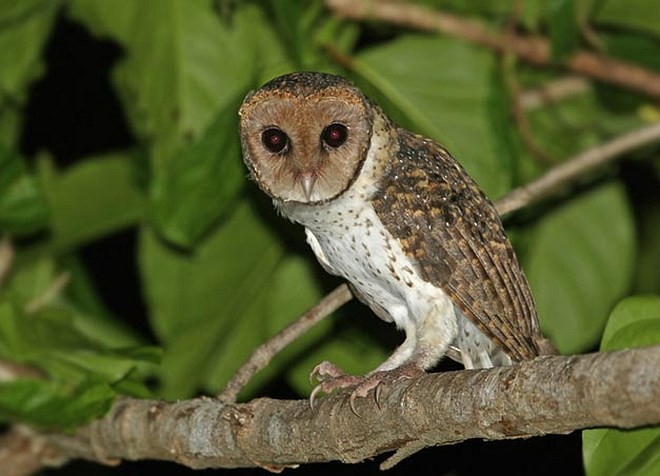 Lesser Masked-Owl (Tanimbar) - James Eaton