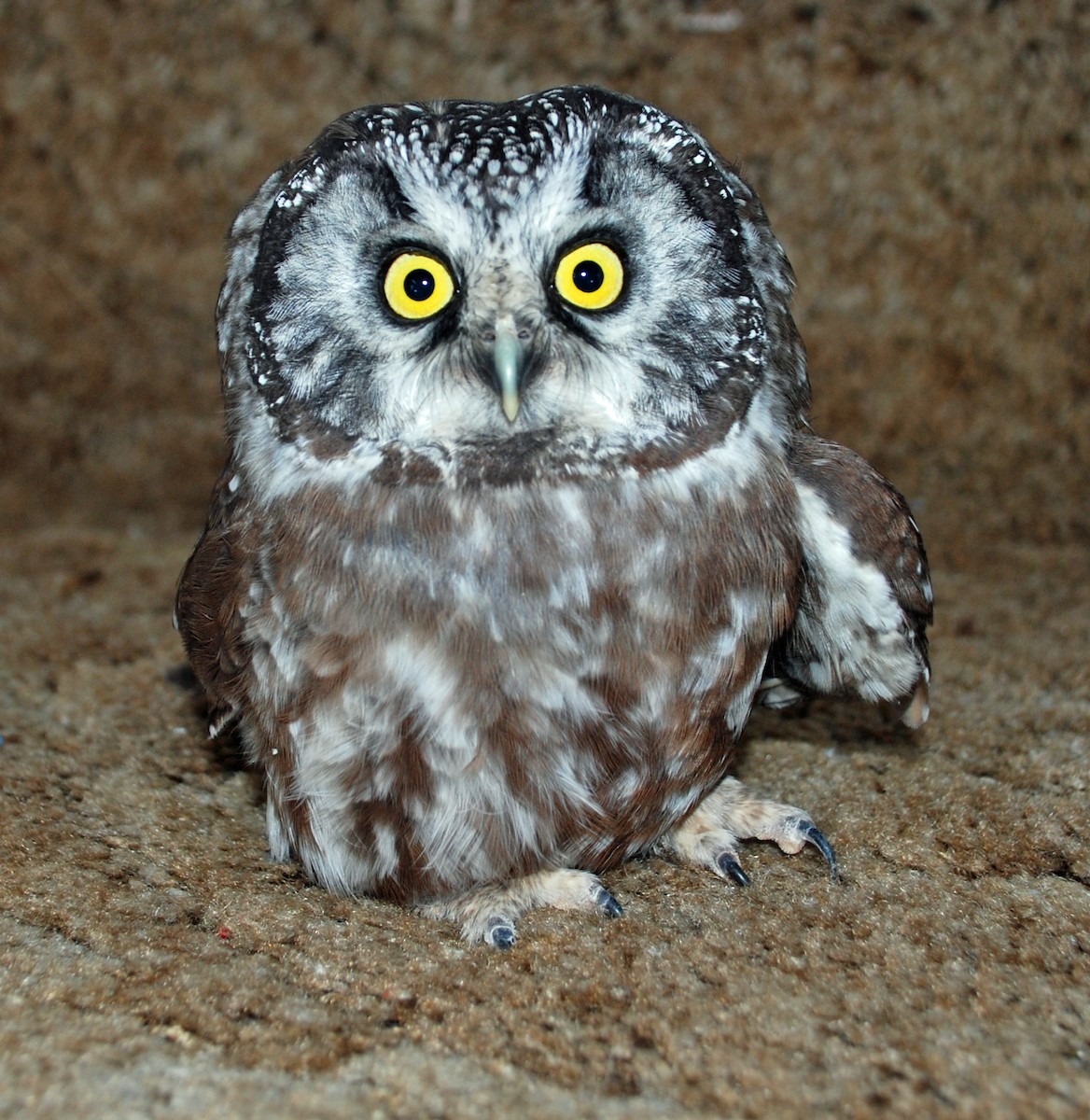 Boreal Owl - Susan Ahalt