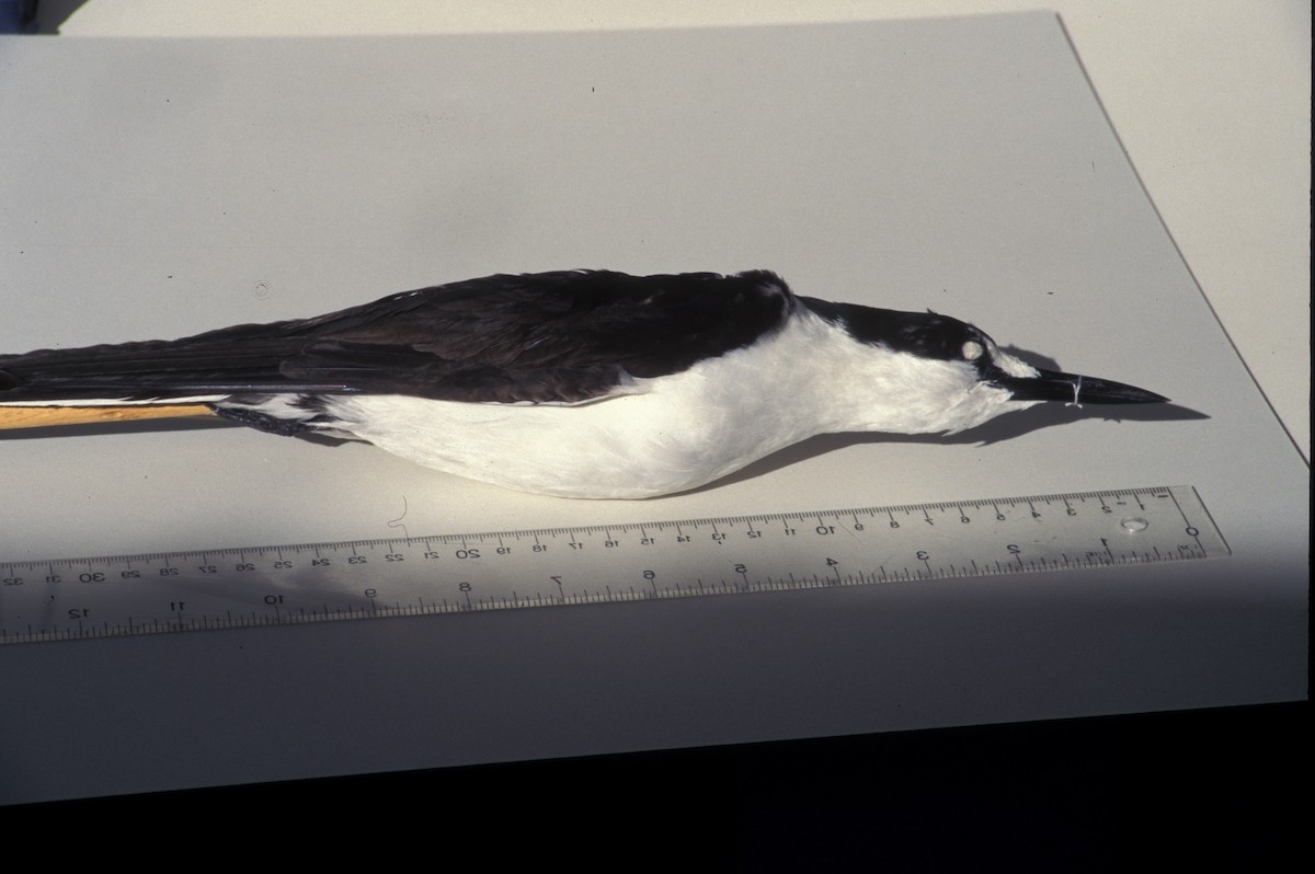 Sooty Tern - Comité d'homologation des oiseaux rares du Québec