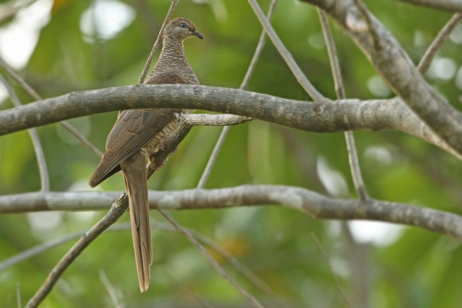 Tanimbar Cuckoo-Dove - ML728822