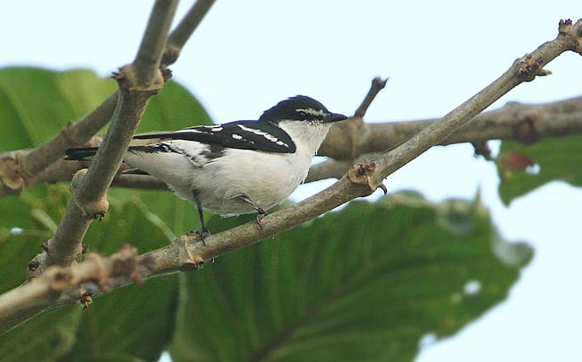 White-browed Triller - James Eaton