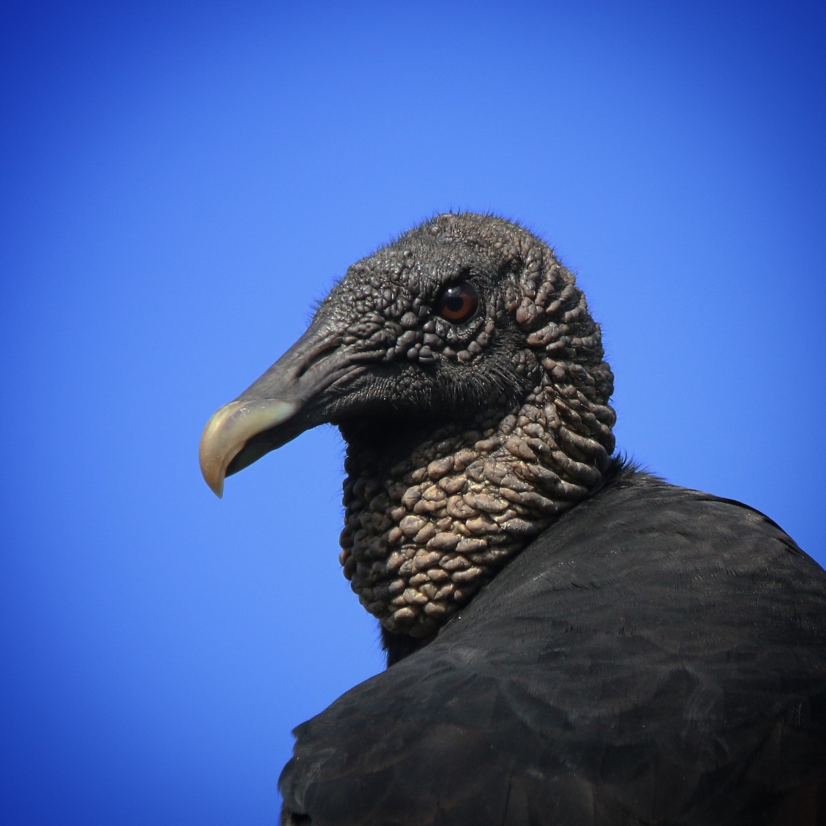 Black Vulture - Jeff Kietzmann