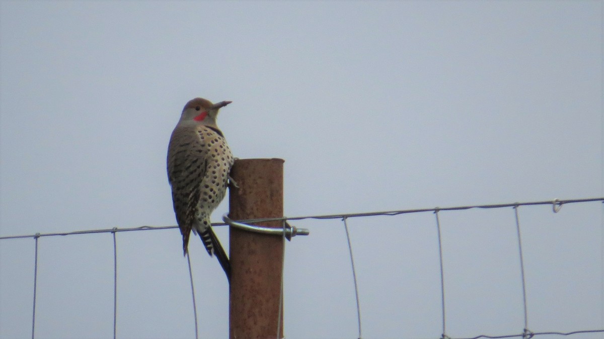 Northern Flicker (Red-shafted) - John G Woods