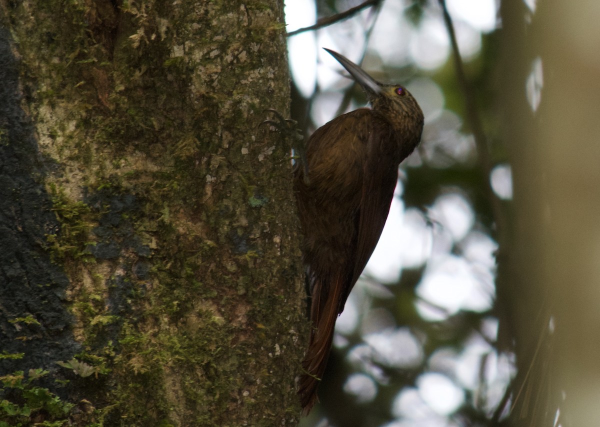 Strong-billed Woodcreeper - ML72889931