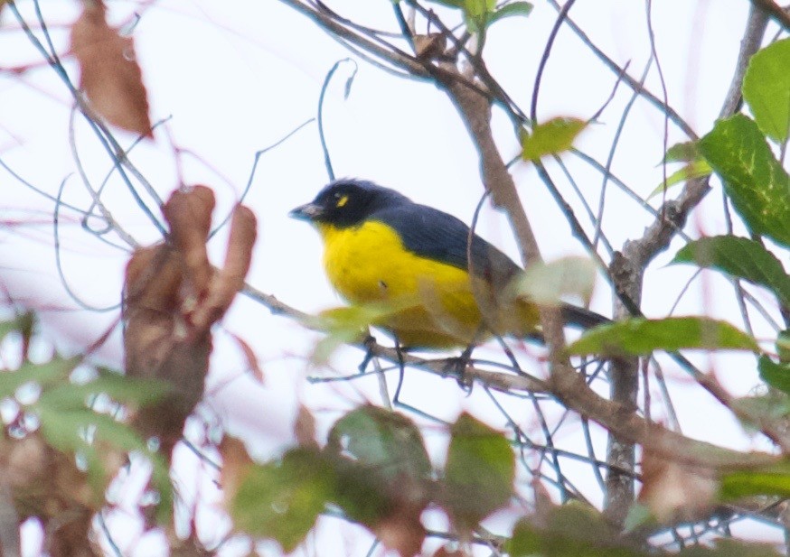 Black-cheeked Mountain Tanager - ML72889961