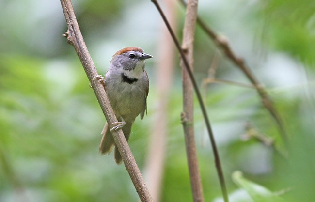 Crescent-chested Babbler - ML728908