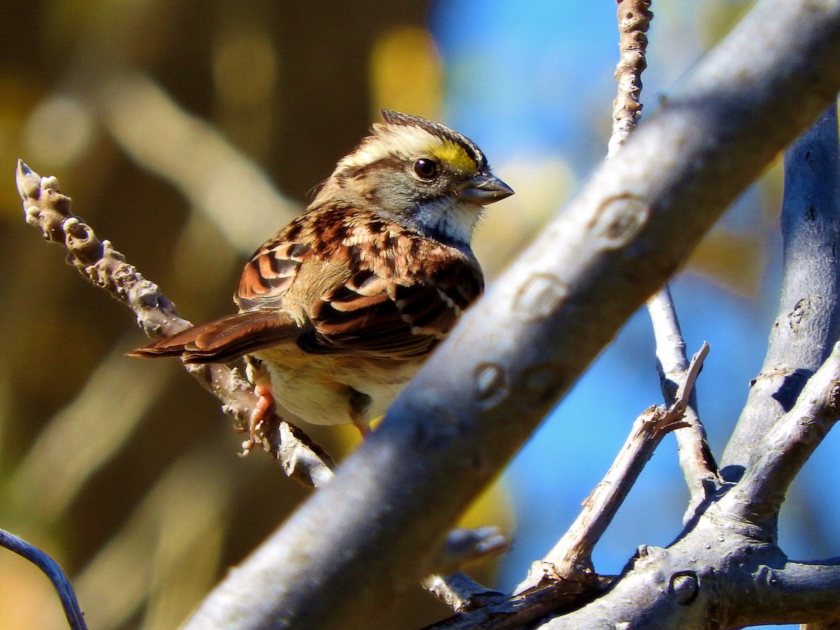 White-throated Sparrow - Brian Marra