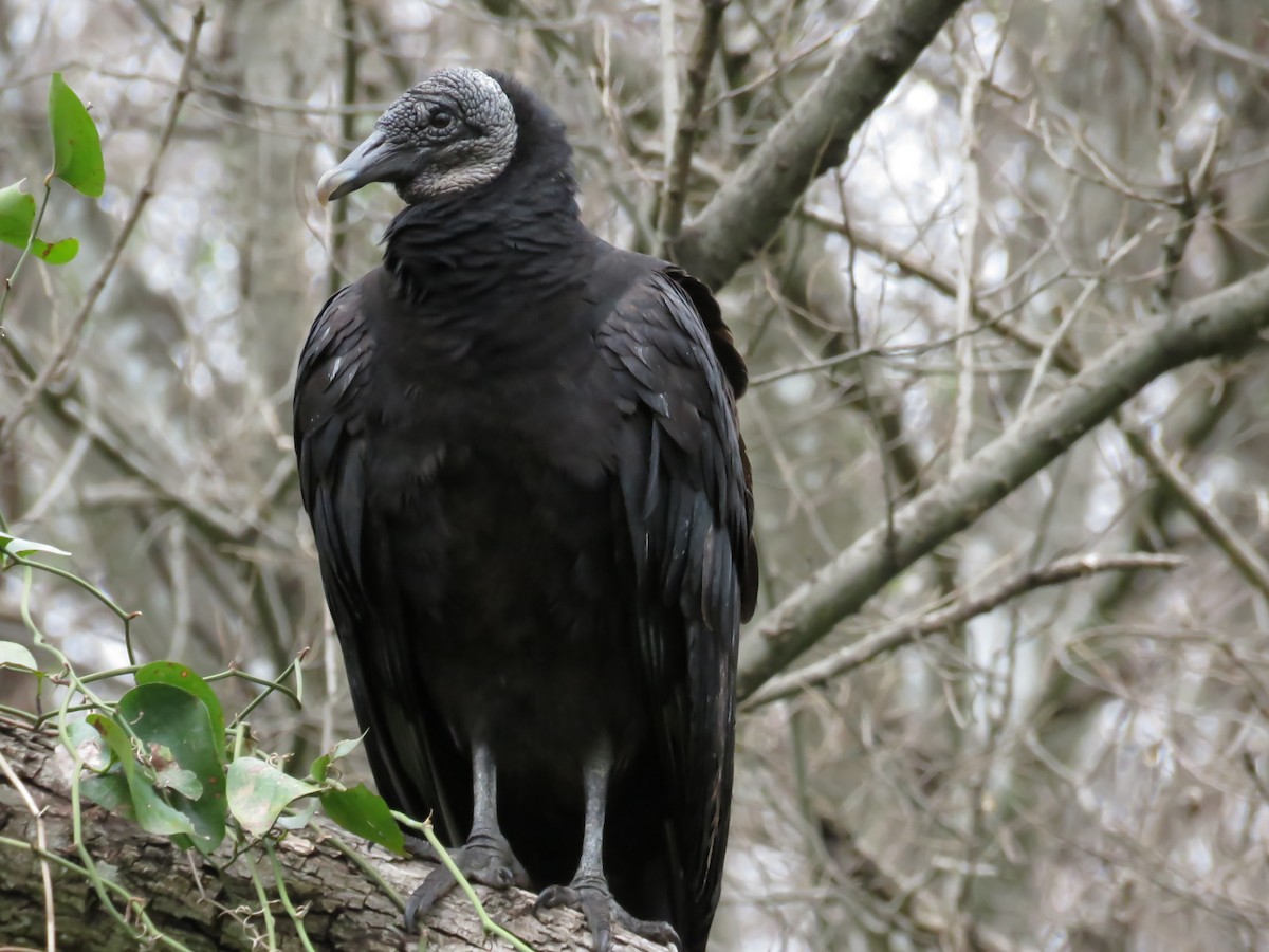 Black Vulture - ML72891881