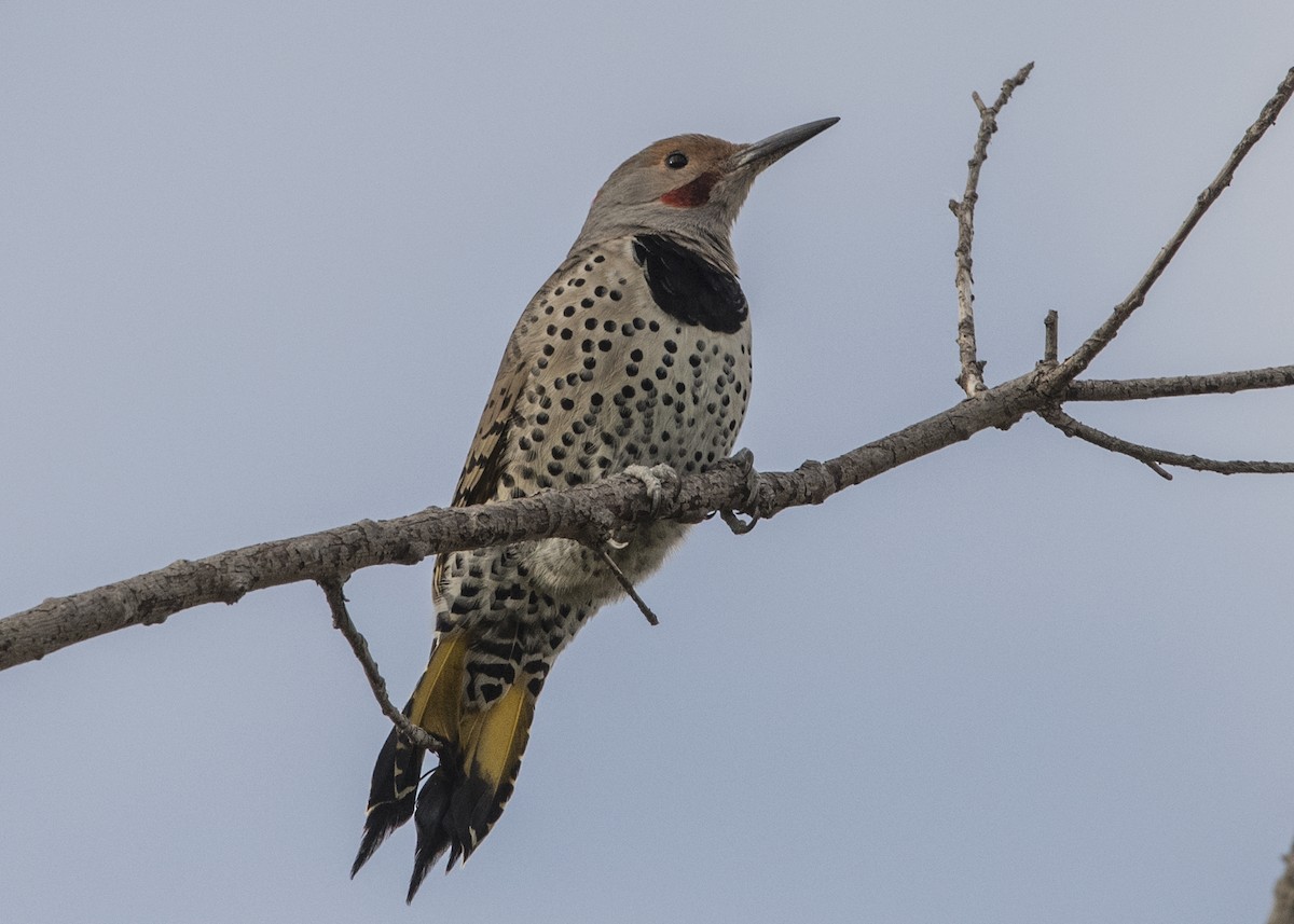 Northern Flicker (Yellow-shafted x Red-shafted) - Michael Linz