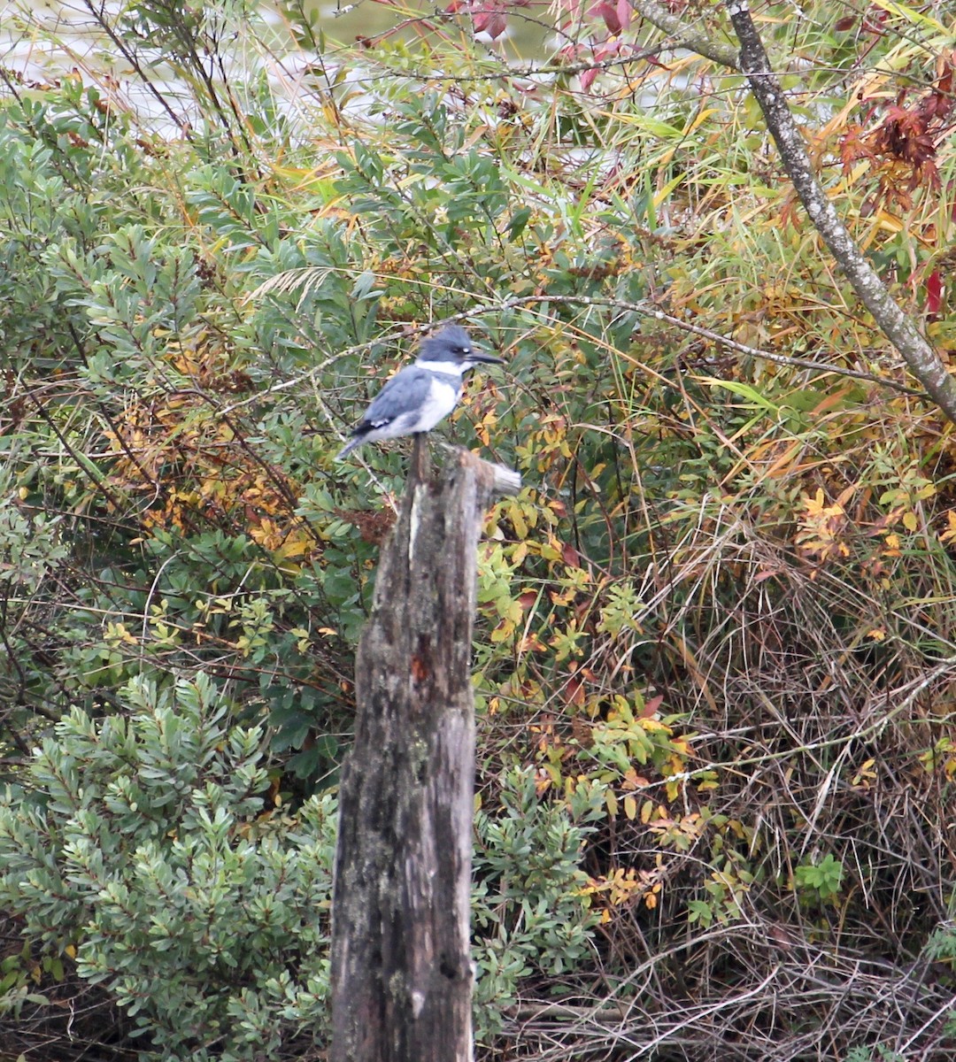 Belted Kingfisher - ML72893861