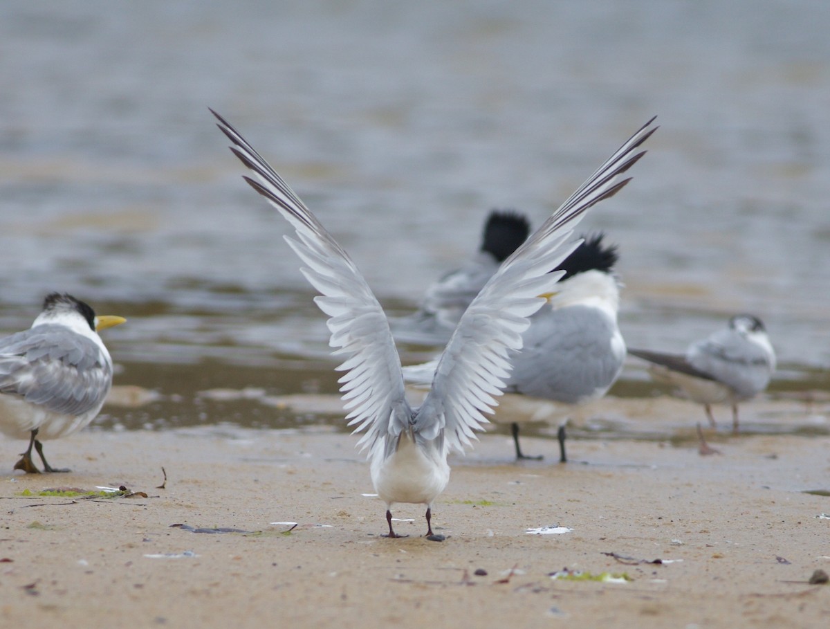 White-fronted Tern - Liam Murphy