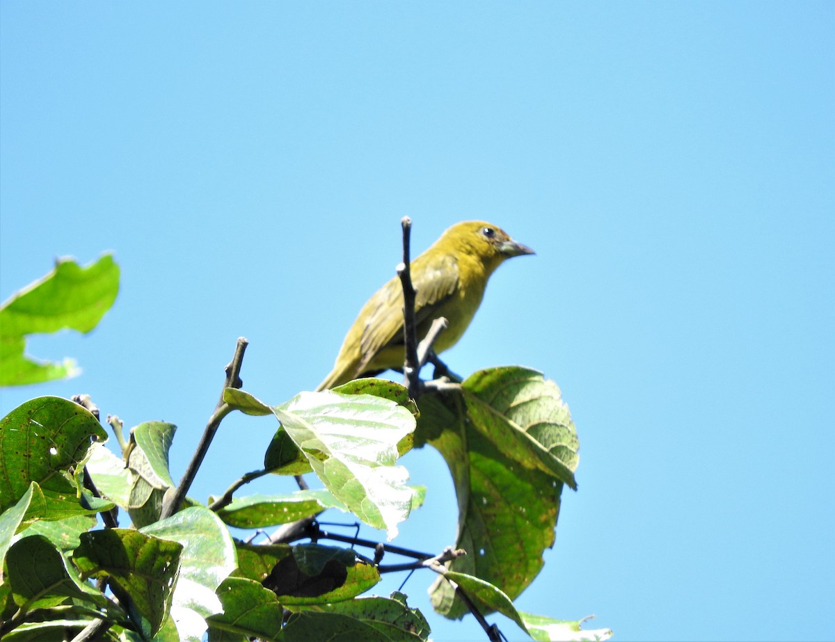 Hepatic Tanager - ML72898941