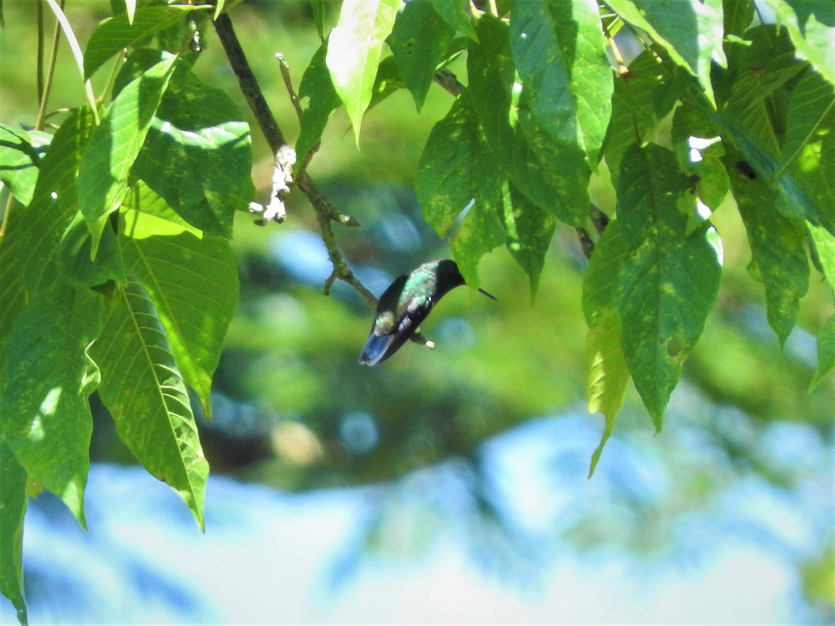 Steely-vented Hummingbird - ML72899711