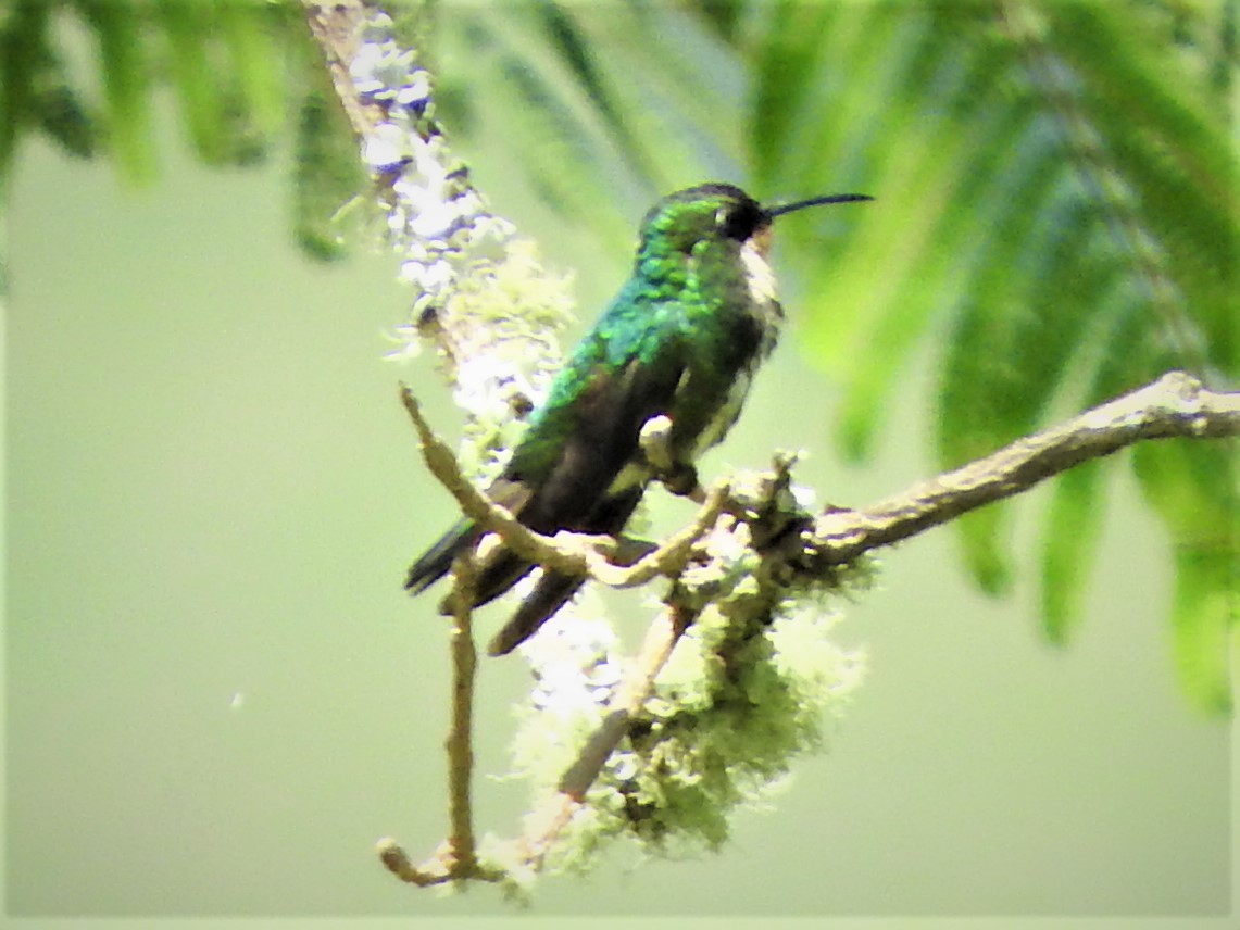 kolibřík tropický - ML72899931